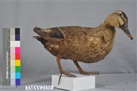 藏品(花嘴鴨)的圖片
